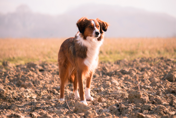 Hundefutter auf Rechnung kaufen